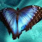 Blauer Schmetterling