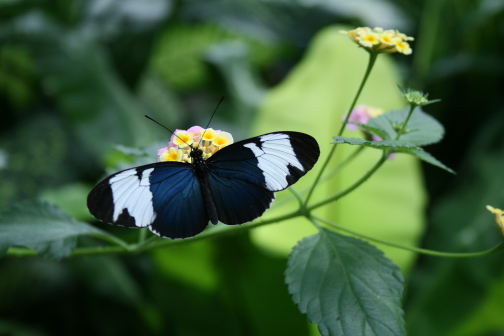 Blauer Schmetterling