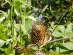 Blauer Schmetterling 2