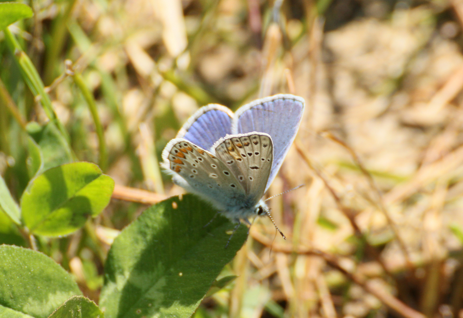 Blauer Schmetterling 2