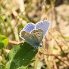 Blauer Schmetterling 2