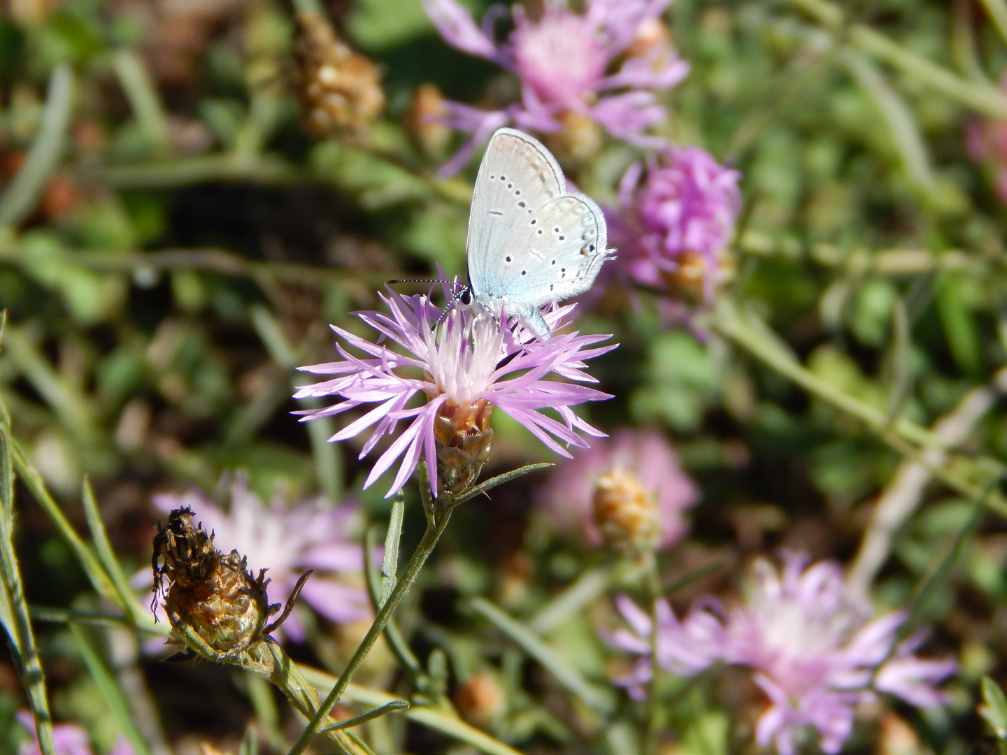 Blauer Schmetterling