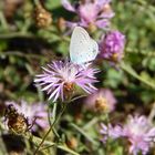 Blauer Schmetterling