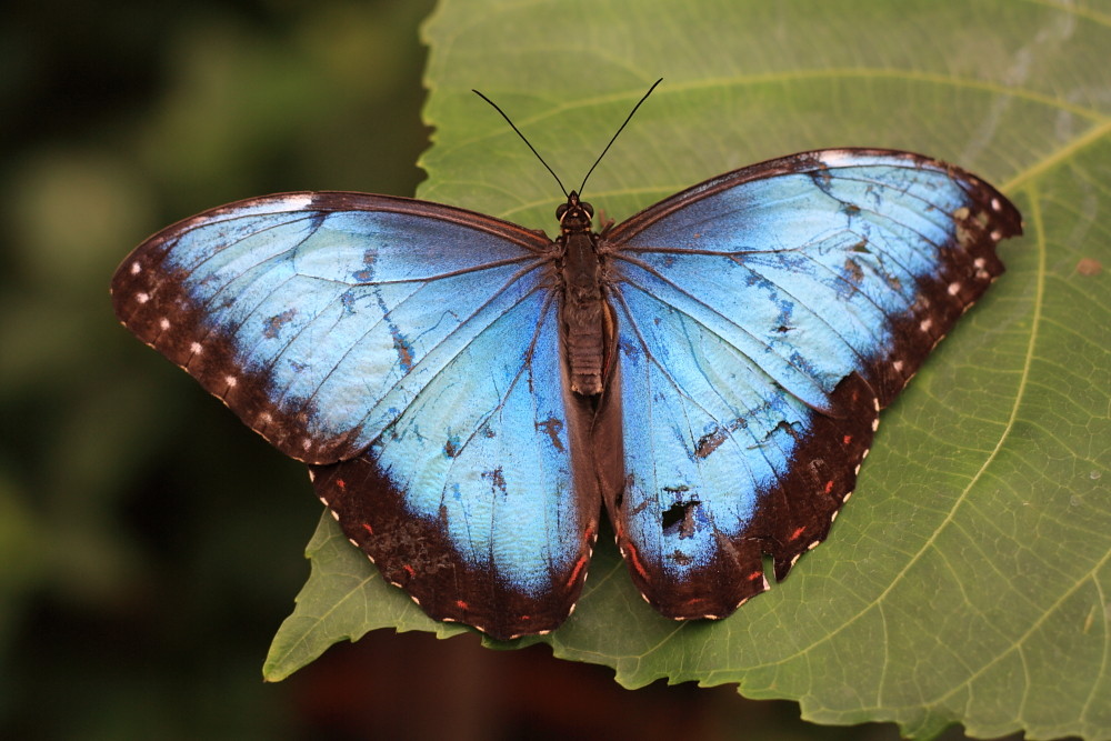 Blauer Schmetterling