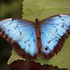 Blauer Schmetterling