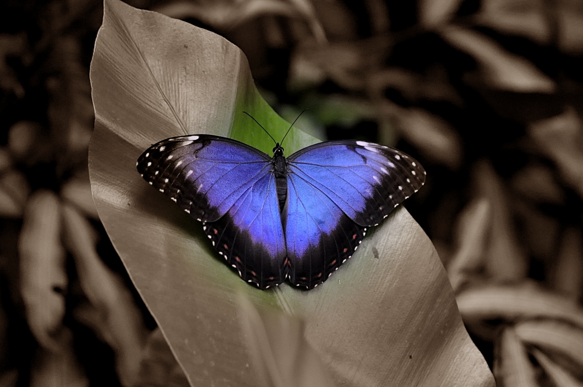 blauer Schmetterling?