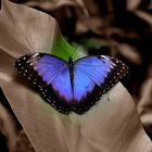 blauer Schmetterling?