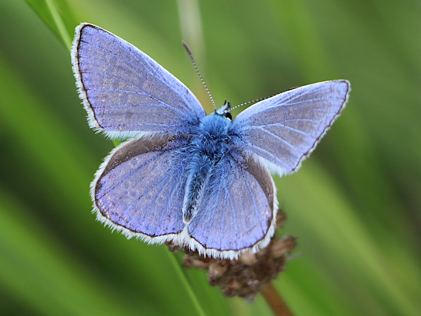 Blauer Schmetterling