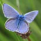 Blauer Schmetterling