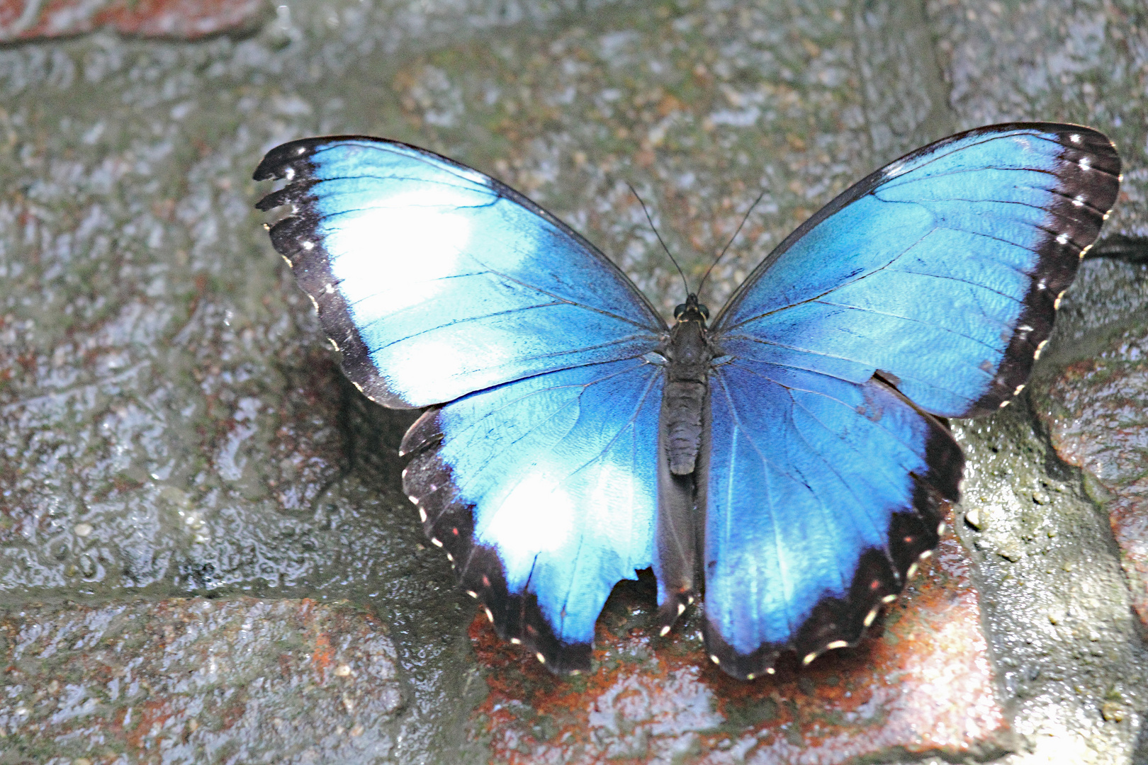 Blauer Schmetterling