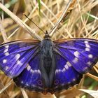 Blauer Schmetterling ???