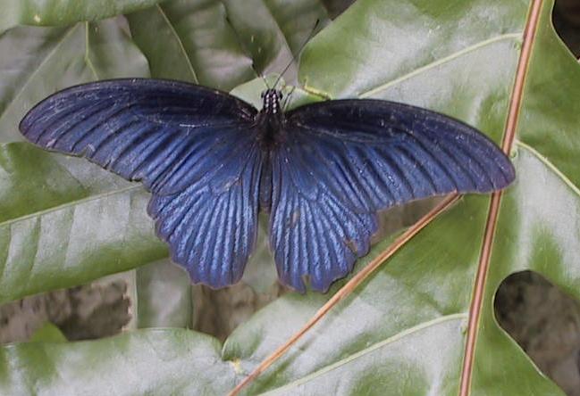 Blauer Schmetterling