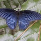 Blauer Schmetterling