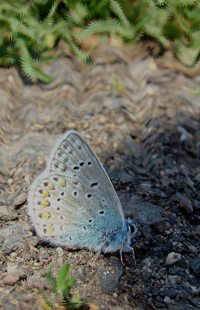 Blauer Schmetterling