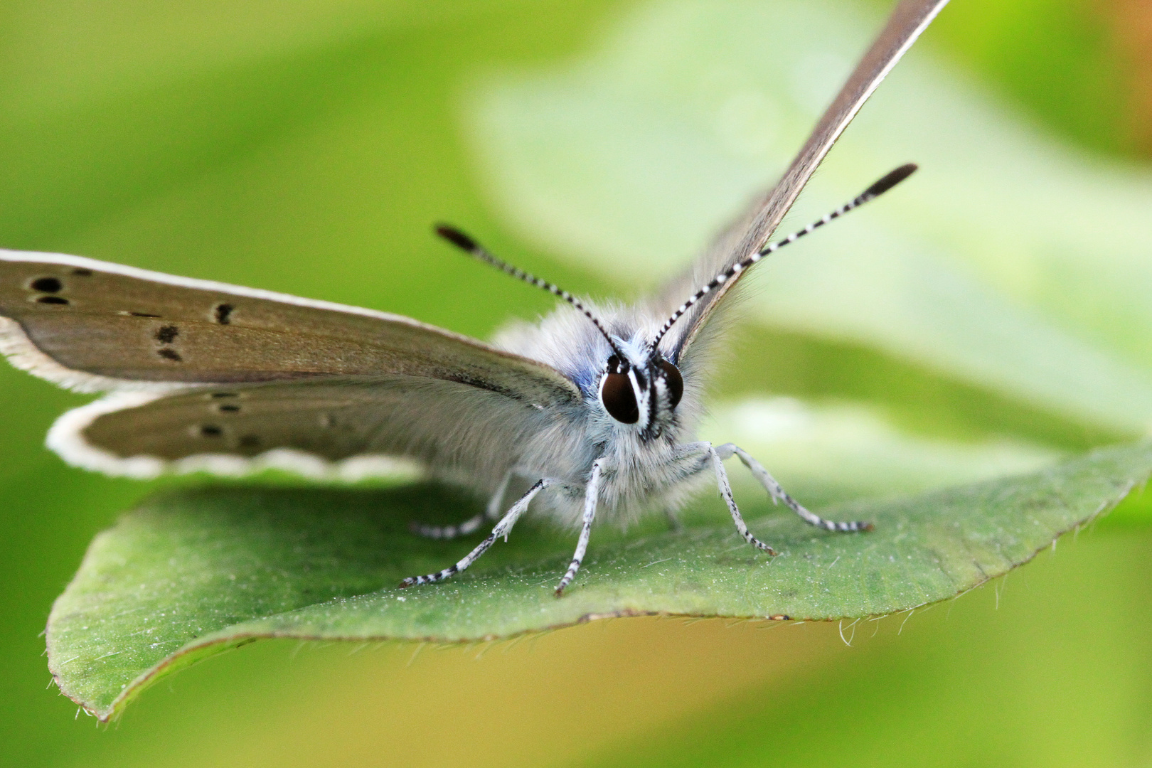 Blauer Schmetterling