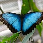 Blauer Schmetterling