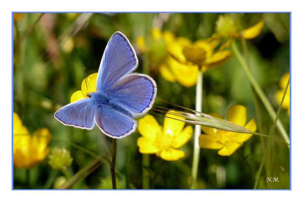 Blauer Schmetterling