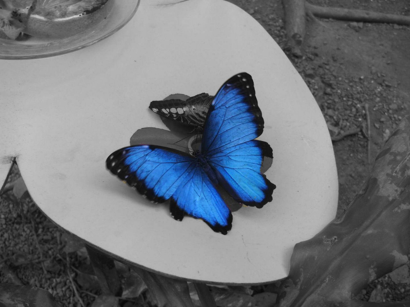 Blauer Schmetterling