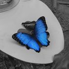 Blauer Schmetterling