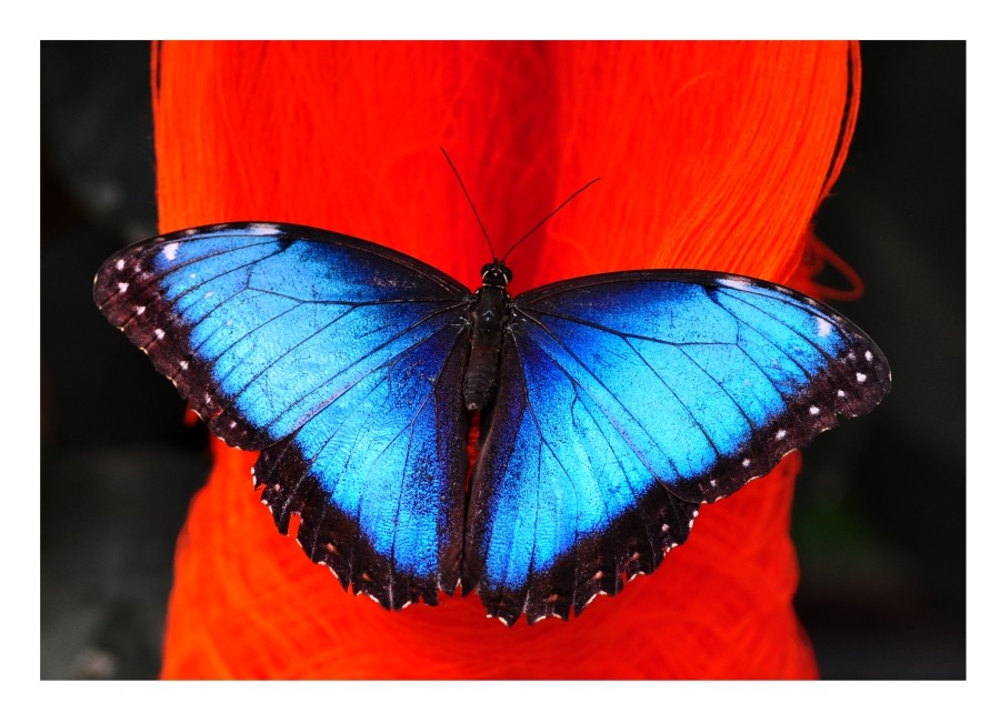 Blauer Schmetterling