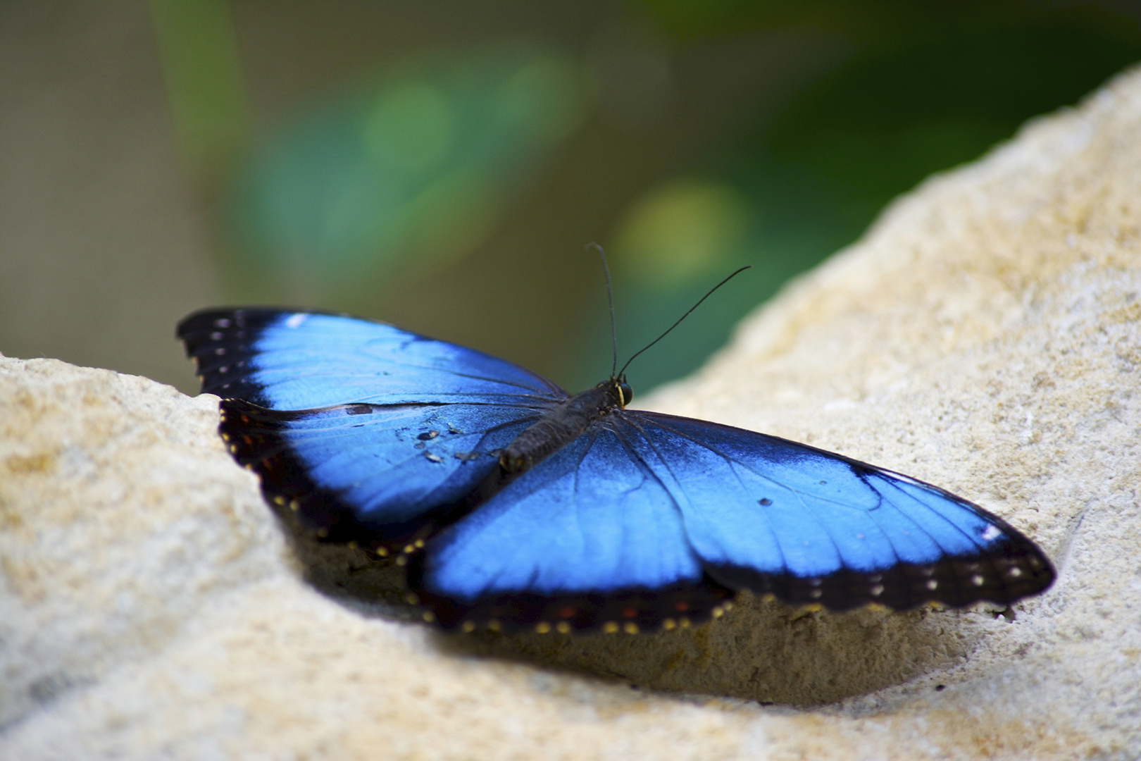 Blauer Schmetterling Foto & Bild | anfängerecke - nachgefragt