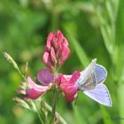 Blauer Schmetterling