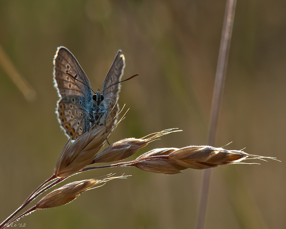 Blauer Schmetterling