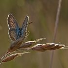 Blauer Schmetterling