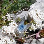 Blauer Schmetterling auf dem Campo Imperatore, Abruzzen