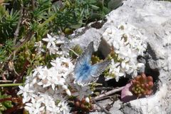 Blauer Schmetterling auf dem Campo Imperatore, Abruzzen