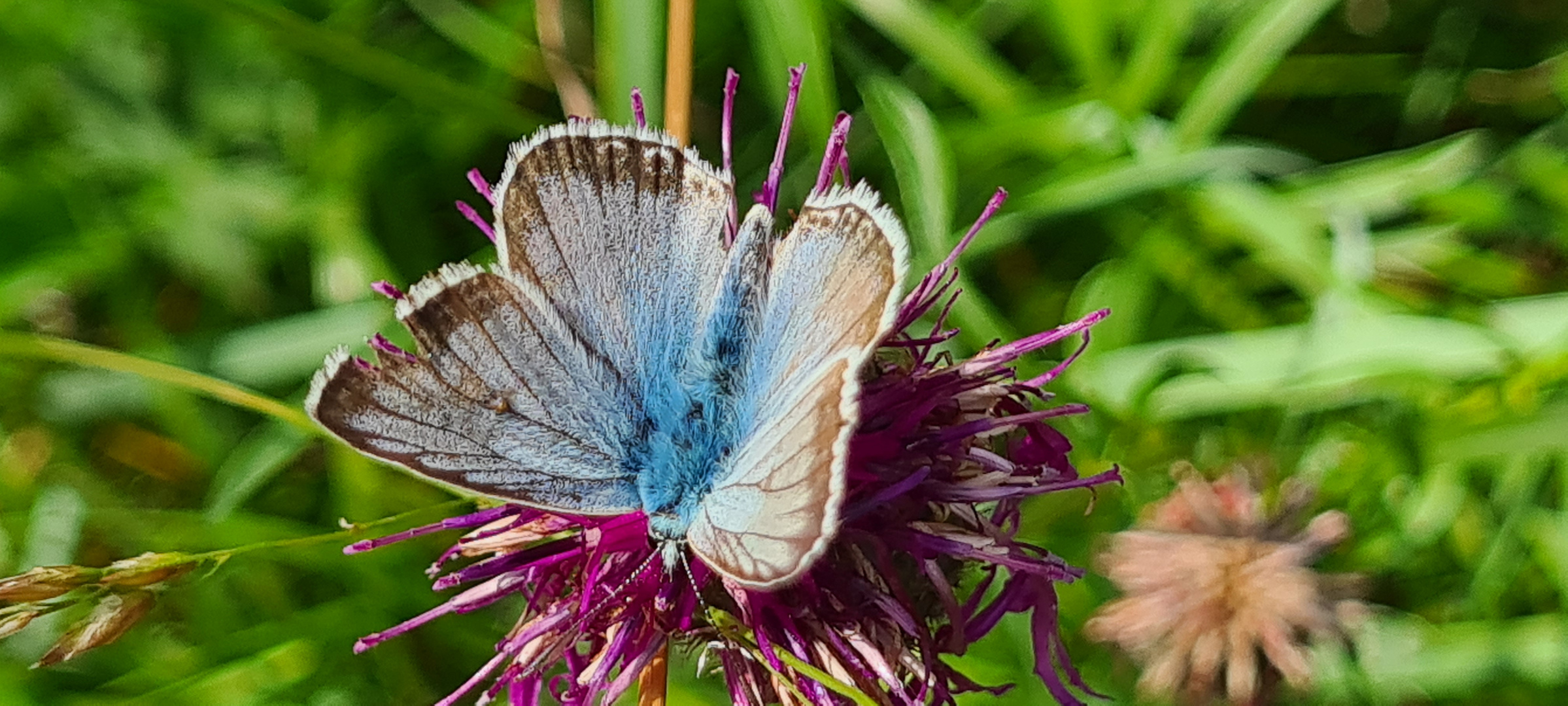 Blauer Schmetterling