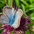 Blauer Schmetterling