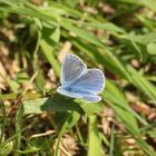 Blauer Schmetterling