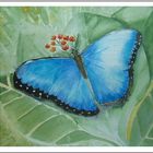 Blauer Schmetterling