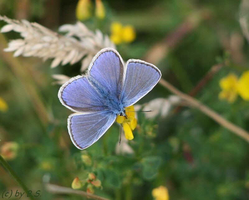 Blauer Schmetterling = Bläuling?