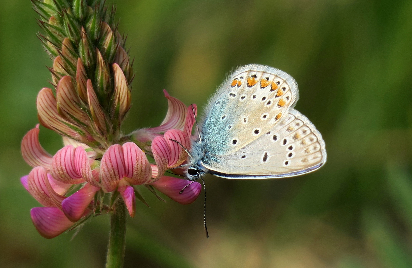 "Blauer Schmetterling"