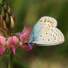 "Blauer Schmetterling"