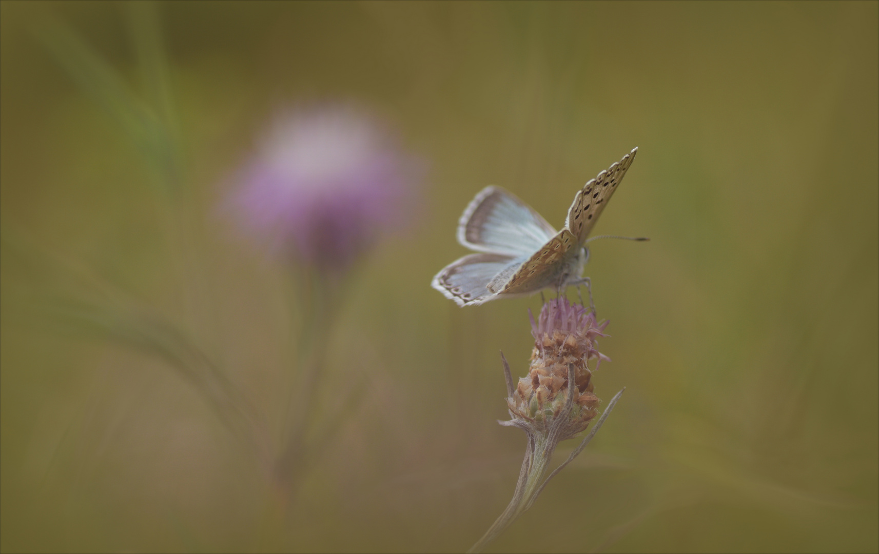 Blauer Schmetterling