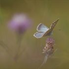 Blauer Schmetterling