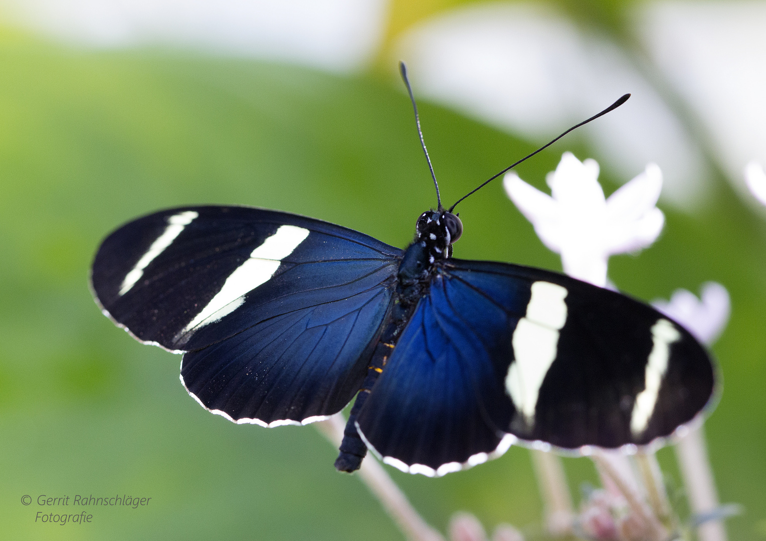 Blauer Schmetterling