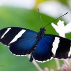 Blauer Schmetterling