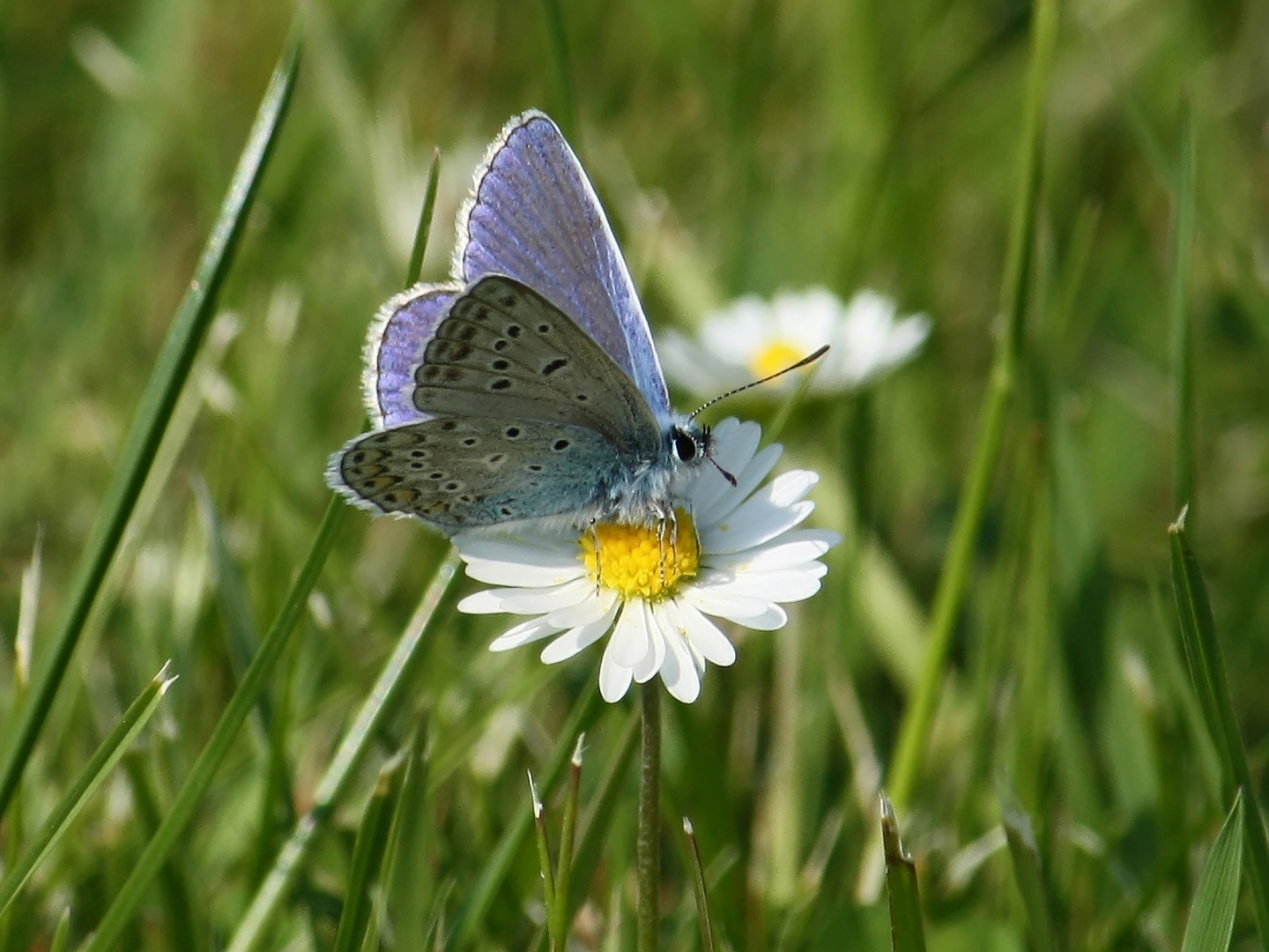 Blauer Schmetterling