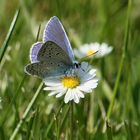 Blauer Schmetterling