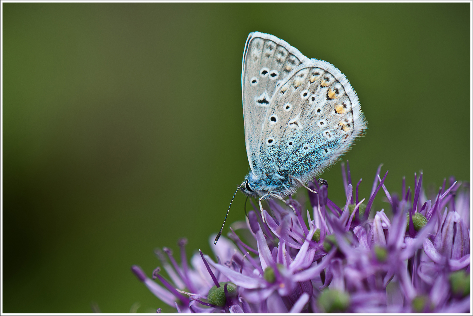 Blauer Schmetterling