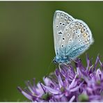 Blauer Schmetterling