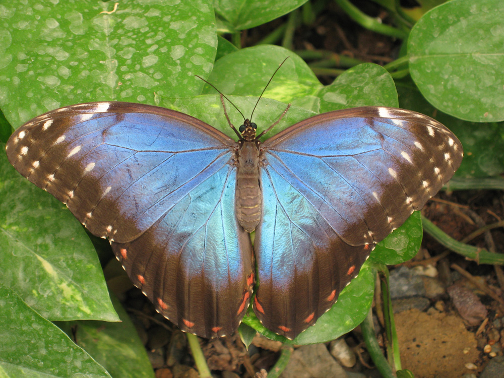 Blauer Schmetterling