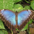 Blauer Schmetterling