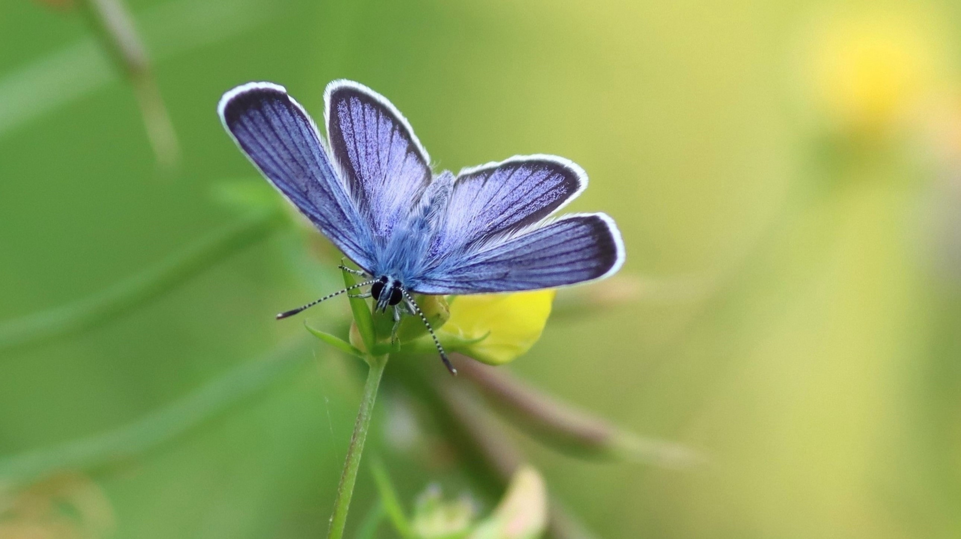 Blauer Schmetterling - erscheint 1. Mai 2023 auf der Startseite zwischen 16 - 17 Uhr