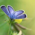 Blauer Schmetterling - erscheint 1. Mai 2023 auf der Startseite zwischen 16 - 17 Uhr