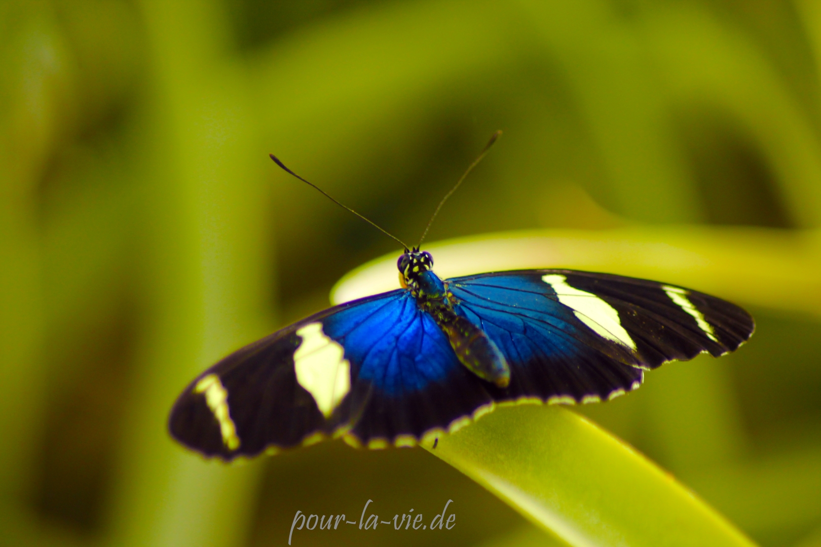 Blauer Schmetterling